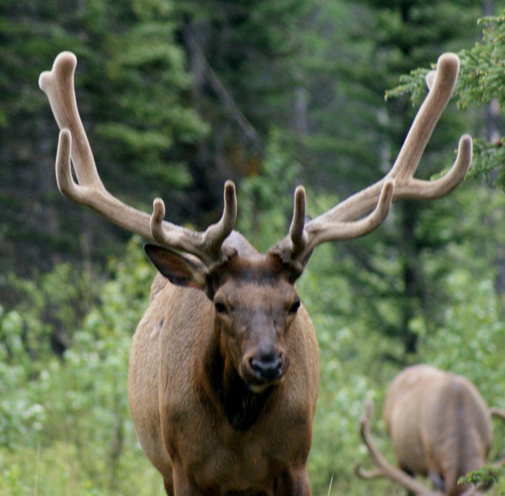 Canadian Rocky Mountans, wildlife, Banff