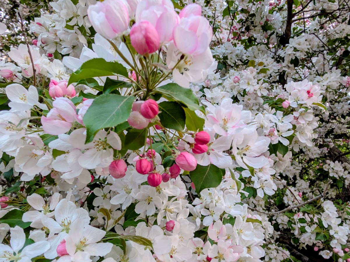 Wanderlust Shot: Spring’s Quiet&nbsp;Magic