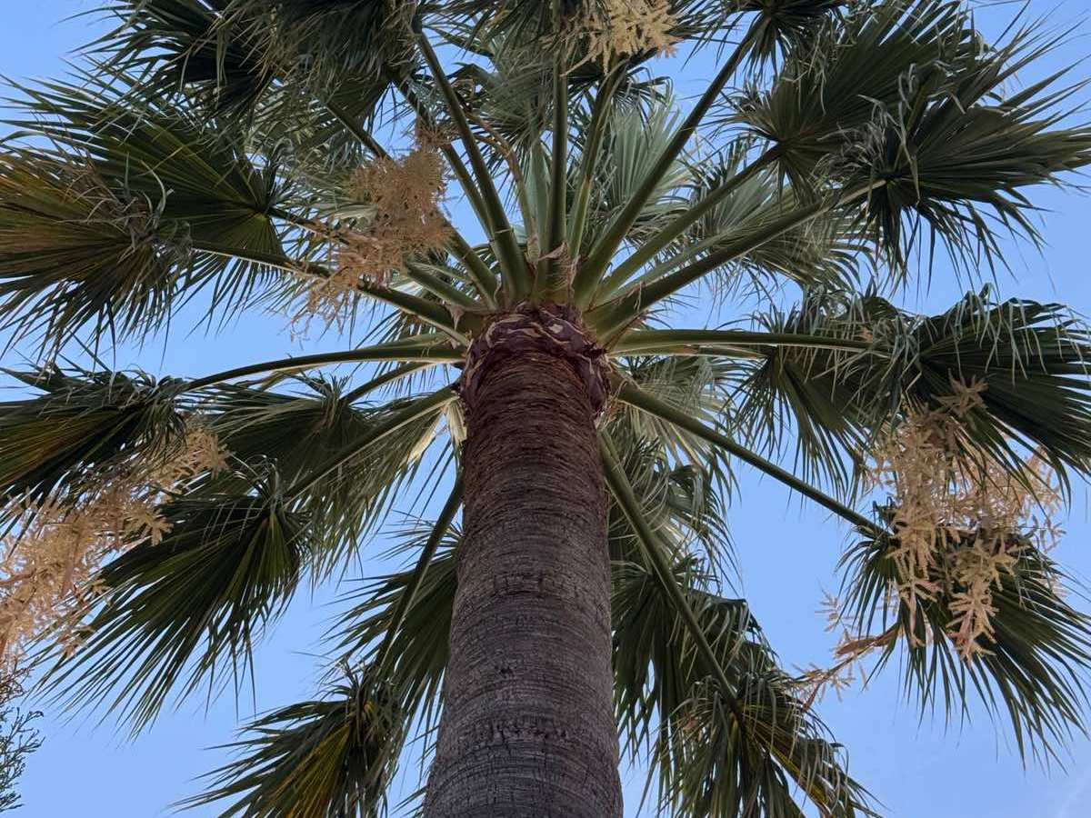 Wonderlust shot: Same sky, different&nbsp;trees.