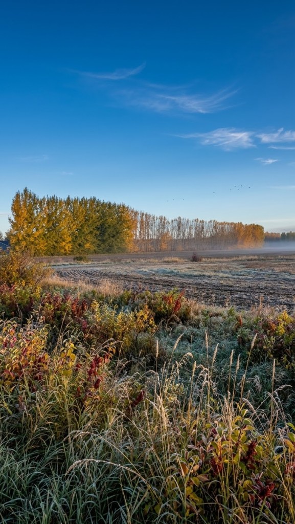 A serene autumn landscape featuring colorful trees in the background under a clear blue sky, with frosted grass and bushes in the foreground.