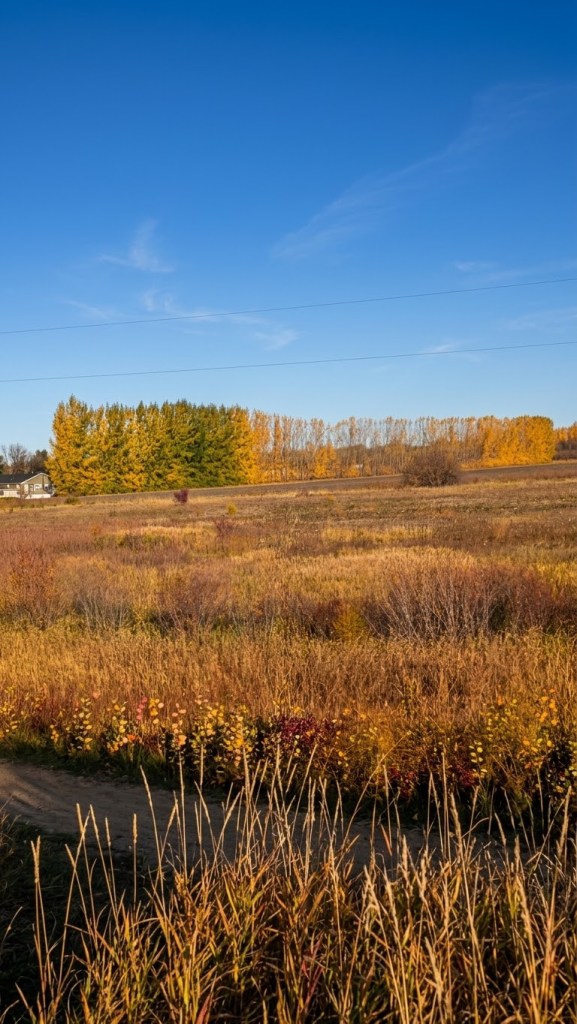A scenic landscape featuring golden grasslands and colorful autumn foliage, with a clear blue sky overhead.
